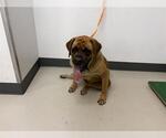 Small Mastiff