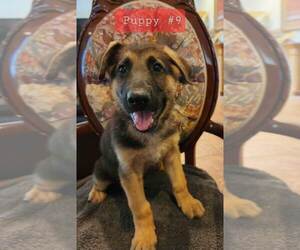 German Shepherd Dog Puppy for Sale in INEZ, Texas USA