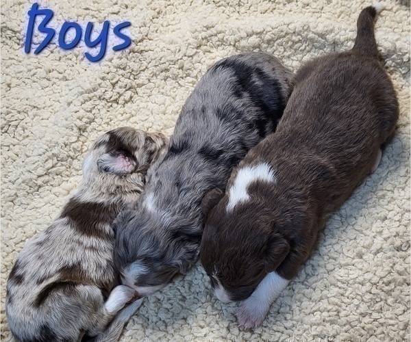 Medium Photo #10 Bordoodle Puppy For Sale in ASHLAND, OH, USA