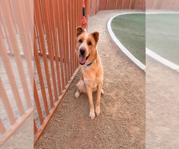 Medium Photo #2 Mutt Puppy For Sale in Las Vegas, NV, USA