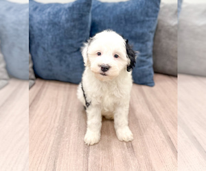 Medium Sheepadoodle