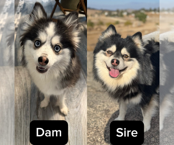 Medium Photo #7 Pomsky Puppy For Sale in HOMELAND, CA, USA