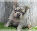 Small #12 French Bulldog