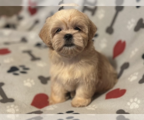 Medium Photo #1 Shih Tzu Puppy For Sale in LITHONIA, GA, USA