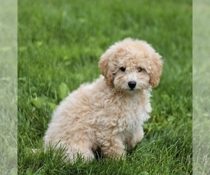 Bichon Frise-Bichpoo Mix Puppy for Sale in KINZERS, Pennsylvania USA