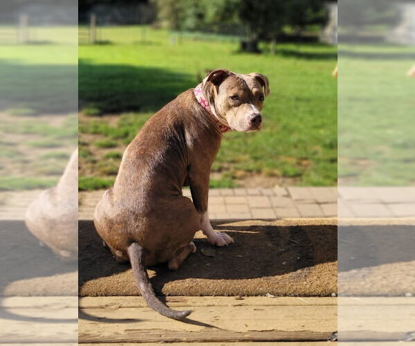 Medium Photo #2 American Staffordshire Terrier-Unknown Mix Puppy For Sale in Wenonah, NJ, USA