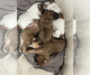 Morkie Puppy for sale in RUSH, NY, USA