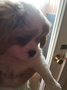 Medium Photo #3 Cava-Chin Puppy For Sale in HENNIKER, NH, USA