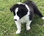 Small Photo #4 Border Collie Puppy For Sale in RICE, MN, USA