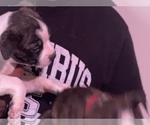 Small #17 Boston Terrier-Collie Mix