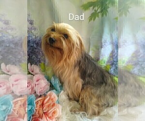 Father of the Yorkshire Terrier puppies born on 03/27/2022