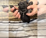Small #13 German Shepherd Dog
