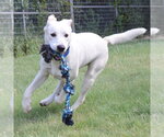 Small #4 Labrador Retriever Mix