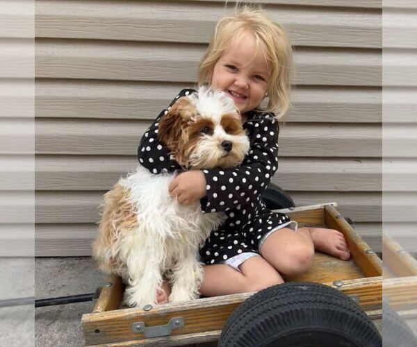 Medium Photo #4 Cavapoo (Miniature) Puppy For Sale in NEWPORT, PA, USA