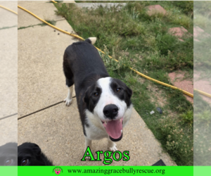Borador Dogs for adoption in Pensacola, FL, USA