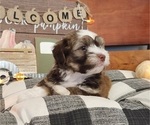 Puppy AKC Hunter Havanese