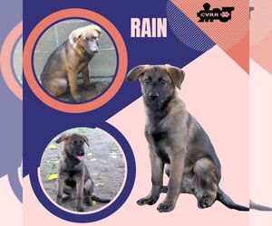 Retriever -Unknown Mix Dogs for adoption in Lindsay, CA, USA
