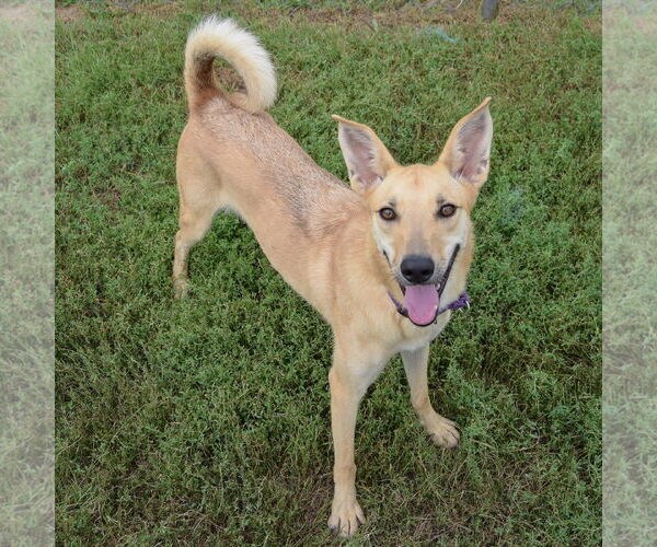 Medium Photo #2 Shiba Inu-Unknown Mix Puppy For Sale in Huntley, IL, USA