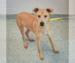 Small #3 Black Mouth Cur Mix