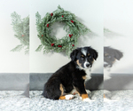 Small Photo #7 Border-Aussie Puppy For Sale in NORTHAMPTON, PA, USA