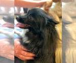 Small #2 Pomeranian