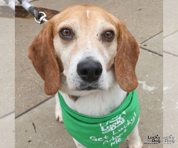 Medium Photo #5 Beagle-Unknown Mix Puppy For Sale in Washington, DC, USA