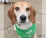 Small #4 Beagle Mix