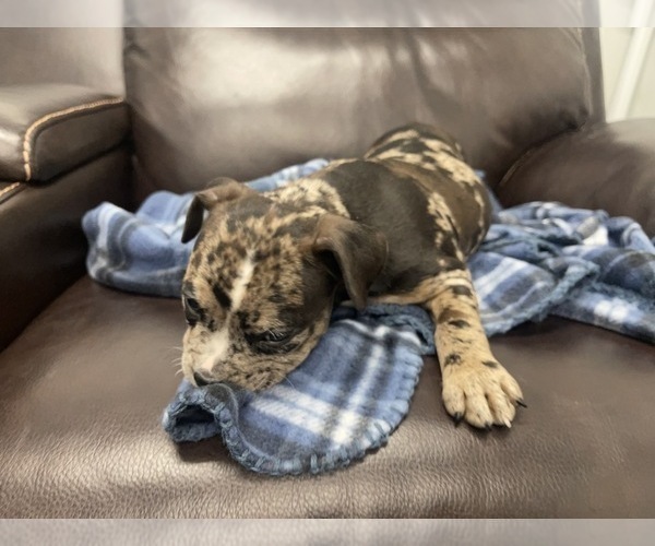Medium Photo #66 American Bully Puppy For Sale in REESEVILLE, WI, USA