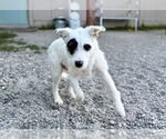 Small Mutt