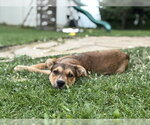 Small #1 Boxer Mix