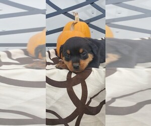 Rottweiler Puppy for sale in SEYMOUR, MO, USA