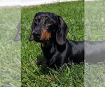 Small #1 Dachshund