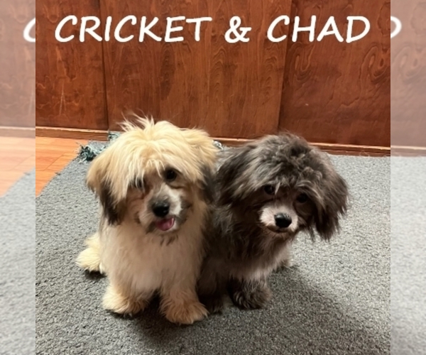 Medium Photo #3 Shih-Poo Puppy For Sale in HARTLAND, MN, USA