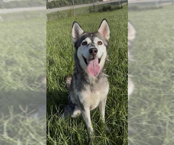 Medium Photo #2 Siberian Husky Puppy For Sale in Rosenberg, TX, USA