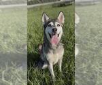 Small #1 Siberian Husky