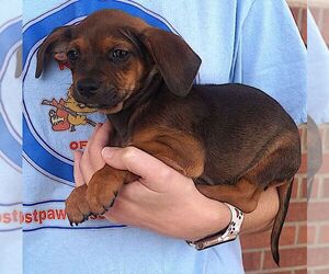 Chug Dogs for adoption in Carrollton, TX, USA