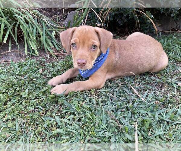 Medium Photo #12 American Pit Bull Terrier-Spaniel Mix Puppy For Sale in New York, NY, USA