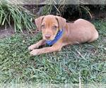 Small #11 American Pit Bull Terrier-Spaniel Mix