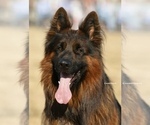 Small Photo #1 German Shepherd Dog Puppy For Sale in OSWEGO, IL, USA