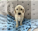 Puppy Theo Goldendoodle