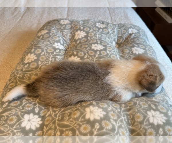 Medium Photo #19 Pembroke Welsh Corgi Puppy For Sale in GRAND RAPIDS, MI, USA