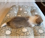 Small #18 Pembroke Welsh Corgi