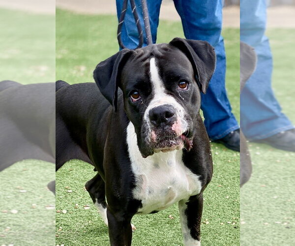 Medium Photo #3 Boxer Puppy For Sale in Austin, TX, USA