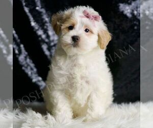 Maltipoo Puppy for sale in WARSAW, IN, USA