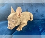 Small Photo #25 French Bulldog Puppy For Sale in CARLSBAD, CA, USA