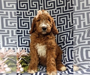 Irish Setter-Poodle (Miniature) Mix Puppy for sale in BIRD IN HAND, PA, USA