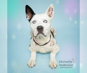 Siberian Husky-Unknown Mix Dogs for adoption in Corona, CA, USA