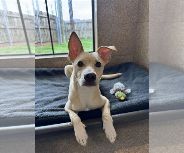 Medium Photo #5 Mutt Puppy For Sale in Rosenberg, TX, USA