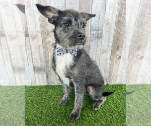 Mutt Dogs for adoption in Corona, CA, USA