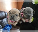 Small Photo #8 French Bulldog-Olde English Bulldogge Mix Puppy For Sale in WAYNE, MI, USA